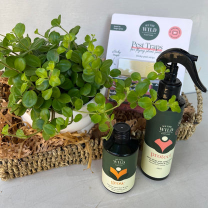 Plant Mumma Hamper