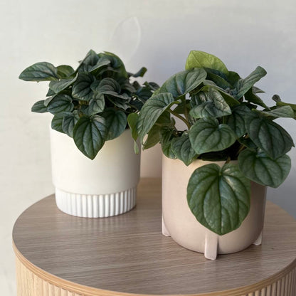 Medium Plant Pot